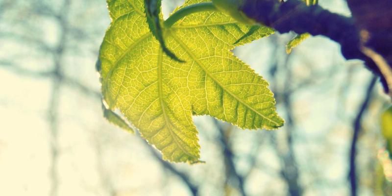 超越传统债券：私募信贷如何成为财富管理中的另类固收新选择